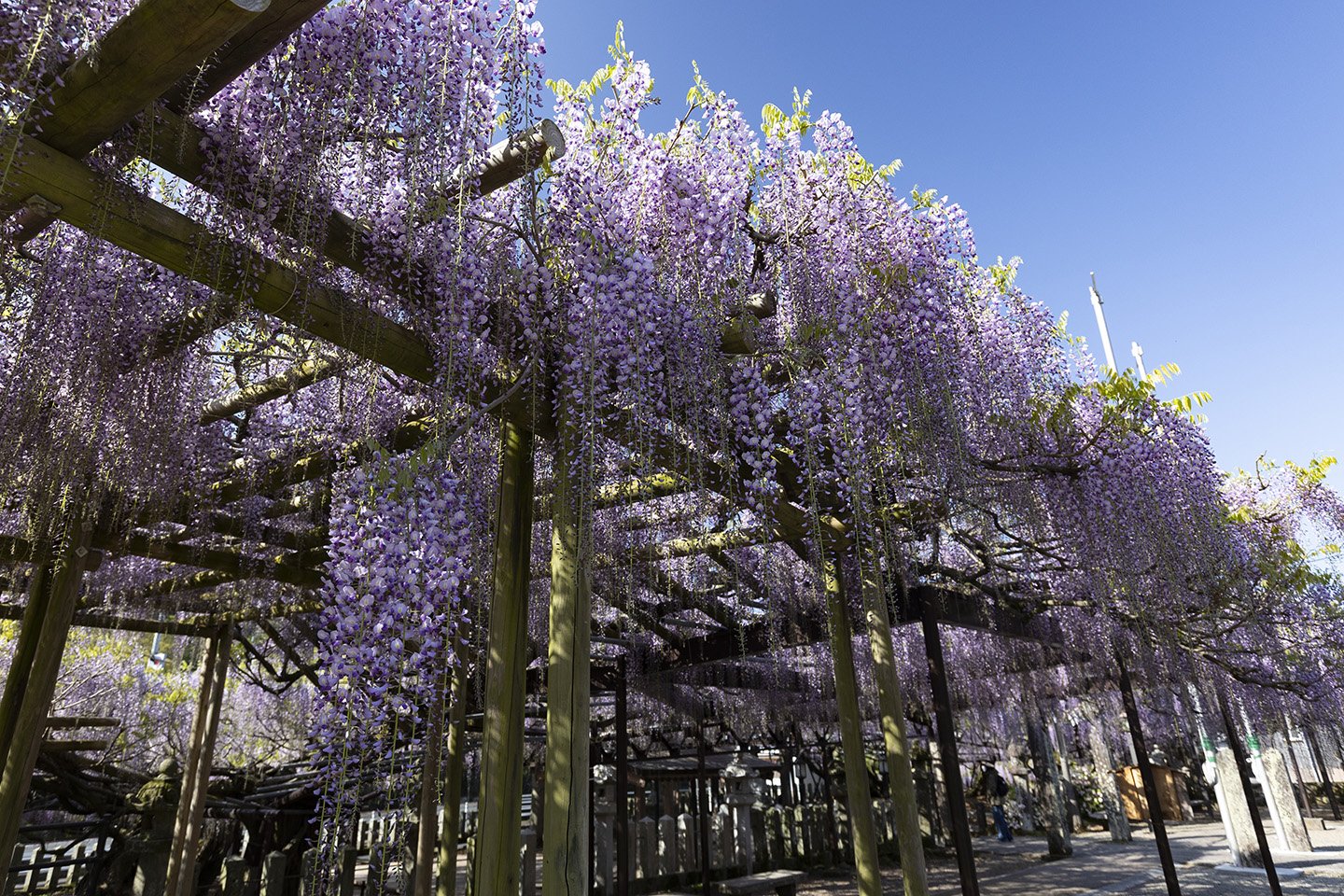 🌸 구로키 등나무(구로키노후지)